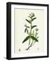 Lithospermum Arvense Corn Gromwell-null-Framed Giclee Print