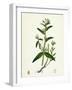 Lithospermum Arvense Corn Gromwell-null-Framed Giclee Print