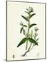 Lithospermum Arvense Corn Gromwell-null-Mounted Giclee Print