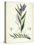 Lithospermum Purpuro-Coeruleum Purple Gromwell-null-Stretched Canvas