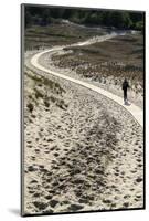 Lithuania, Curonian Spit, Perwalka, Drifting Sand Dune, Path-Catharina Lux-Mounted Photographic Print