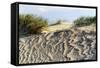 Lithuania, Curonian Spit, Perwalka, Drifting Sand Dune-Catharina Lux-Framed Stretched Canvas