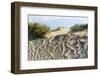 Lithuania, Curonian Spit, Perwalka, Drifting Sand Dune-Catharina Lux-Framed Photographic Print
