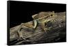 Litoria Aurea (Green and Golden Bell Frog)-Paul Starosta-Framed Stretched Canvas