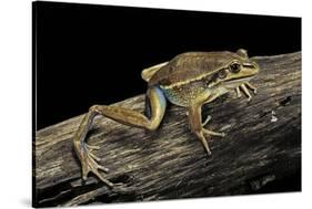 Litoria Aurea (Green and Golden Bell Frog)-Paul Starosta-Stretched Canvas