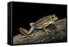 Litoria Aurea (Green and Golden Bell Frog)-Paul Starosta-Framed Stretched Canvas