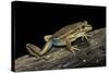 Litoria Aurea (Green and Golden Bell Frog)-Paul Starosta-Stretched Canvas
