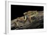 Litoria Aurea (Green and Golden Bell Frog)-Paul Starosta-Framed Photographic Print