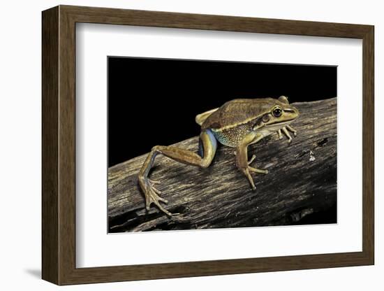 Litoria Aurea (Green and Golden Bell Frog)-Paul Starosta-Framed Photographic Print