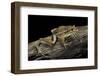 Litoria Aurea (Green and Golden Bell Frog)-Paul Starosta-Framed Photographic Print