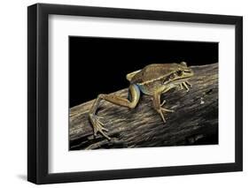 Litoria Aurea (Green and Golden Bell Frog)-Paul Starosta-Framed Photographic Print