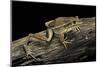 Litoria Aurea (Green and Golden Bell Frog)-Paul Starosta-Mounted Photographic Print