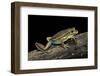 Litoria Aurea (Green and Golden Bell Frog)-Paul Starosta-Framed Photographic Print