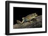 Litoria Aurea (Green and Golden Bell Frog)-Paul Starosta-Framed Photographic Print