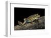 Litoria Aurea (Green and Golden Bell Frog)-Paul Starosta-Framed Photographic Print