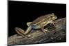 Litoria Aurea (Green and Golden Bell Frog)-Paul Starosta-Mounted Photographic Print