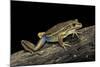 Litoria Aurea (Green and Golden Bell Frog)-Paul Starosta-Mounted Photographic Print