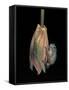 Litoria Caerulea (Dumpy Treefrog)-Paul Starosta-Framed Stretched Canvas