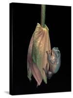 Litoria Caerulea (Dumpy Treefrog)-Paul Starosta-Stretched Canvas