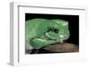 Litoria Caerulea (Dumpy Treefrog)-Paul Starosta-Framed Photographic Print