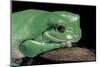 Litoria Caerulea (Dumpy Treefrog)-Paul Starosta-Mounted Photographic Print