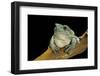 Litoria Caerulea (Dumpy Treefrog)-Paul Starosta-Framed Photographic Print