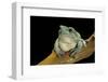 Litoria Caerulea (Dumpy Treefrog)-Paul Starosta-Framed Photographic Print