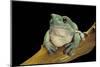 Litoria Caerulea (Dumpy Treefrog)-Paul Starosta-Mounted Photographic Print