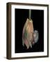 Litoria Caerulea (Dumpy Treefrog)-Paul Starosta-Framed Photographic Print