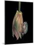 Litoria Caerulea (Dumpy Treefrog)-Paul Starosta-Mounted Photographic Print