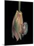 Litoria Caerulea (Dumpy Treefrog)-Paul Starosta-Mounted Photographic Print