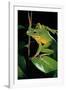 Litoria Infrafrenata (White-Lipped Treefrog, Giant Treefrog)-Paul Starosta-Framed Photographic Print