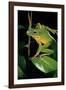 Litoria Infrafrenata (White-Lipped Treefrog, Giant Treefrog)-Paul Starosta-Framed Photographic Print