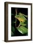 Litoria Infrafrenata (White-Lipped Treefrog, Giant Treefrog)-Paul Starosta-Framed Photographic Print