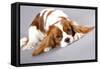 Litter Of Cavalier King Charles Spaniel-Lilun-Framed Stretched Canvas