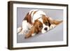 Litter Of Cavalier King Charles Spaniel-Lilun-Framed Art Print