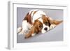 Litter Of Cavalier King Charles Spaniel-Lilun-Framed Art Print