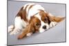 Litter Of Cavalier King Charles Spaniel-Lilun-Mounted Art Print