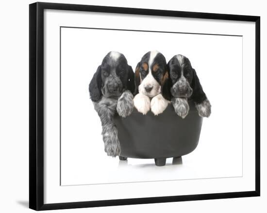 Litter Of Puppies - Three English Cocker Spaniel Puppies In A Black Kettle Isolated-Willee Cole-Framed Photographic Print