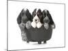 Litter Of Puppies - Three English Cocker Spaniel Puppies In A Black Kettle Isolated-Willee Cole-Mounted Photographic Print