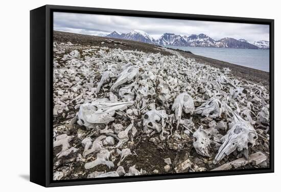 Littered Beluga Bones Left by Whalers (Delphinapterus Leucas) at Ahlstrandhalvoya-Michael Nolan-Framed Stretched Canvas