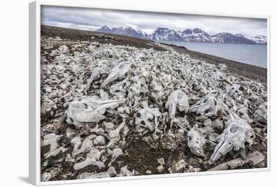 Littered Beluga Bones Left by Whalers (Delphinapterus Leucas) at Ahlstrandhalvoya-Michael Nolan-Framed Photographic Print