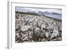 Littered Beluga Bones Left by Whalers (Delphinapterus Leucas) at Ahlstrandhalvoya-Michael Nolan-Framed Photographic Print