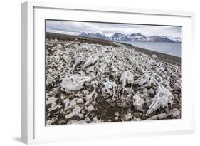 Littered Beluga Bones Left by Whalers (Delphinapterus Leucas) at Ahlstrandhalvoya-Michael Nolan-Framed Photographic Print