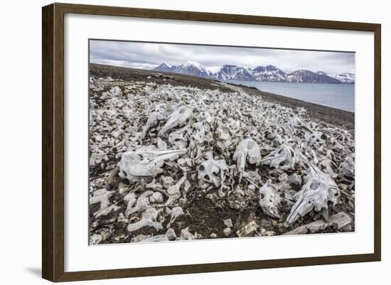 Littered Beluga Bones Left by Whalers (Delphinapterus Leucas) at Ahlstrandhalvoya-Michael Nolan-Framed Photographic Print