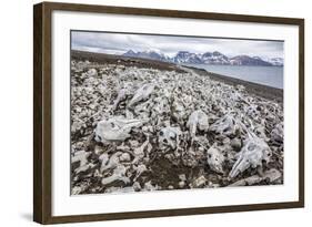 Littered Beluga Bones Left by Whalers (Delphinapterus Leucas) at Ahlstrandhalvoya-Michael Nolan-Framed Photographic Print