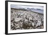 Littered Beluga Bones Left by Whalers (Delphinapterus Leucas) at Ahlstrandhalvoya-Michael Nolan-Framed Photographic Print