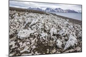 Littered Beluga Bones Left by Whalers (Delphinapterus Leucas) at Ahlstrandhalvoya-Michael Nolan-Mounted Photographic Print