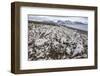 Littered Beluga Bones Left by Whalers (Delphinapterus Leucas) at Ahlstrandhalvoya-Michael Nolan-Framed Photographic Print