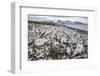 Littered Beluga Bones Left by Whalers (Delphinapterus Leucas) at Ahlstrandhalvoya-Michael Nolan-Framed Photographic Print